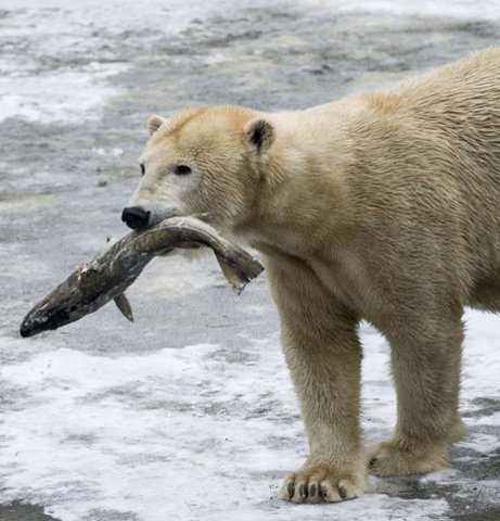 Do Polar Bears Eat Fish – Why do polar bears eat fish