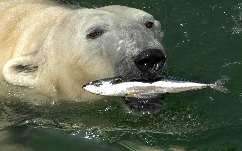 Do Polar Bear Eat Fish 