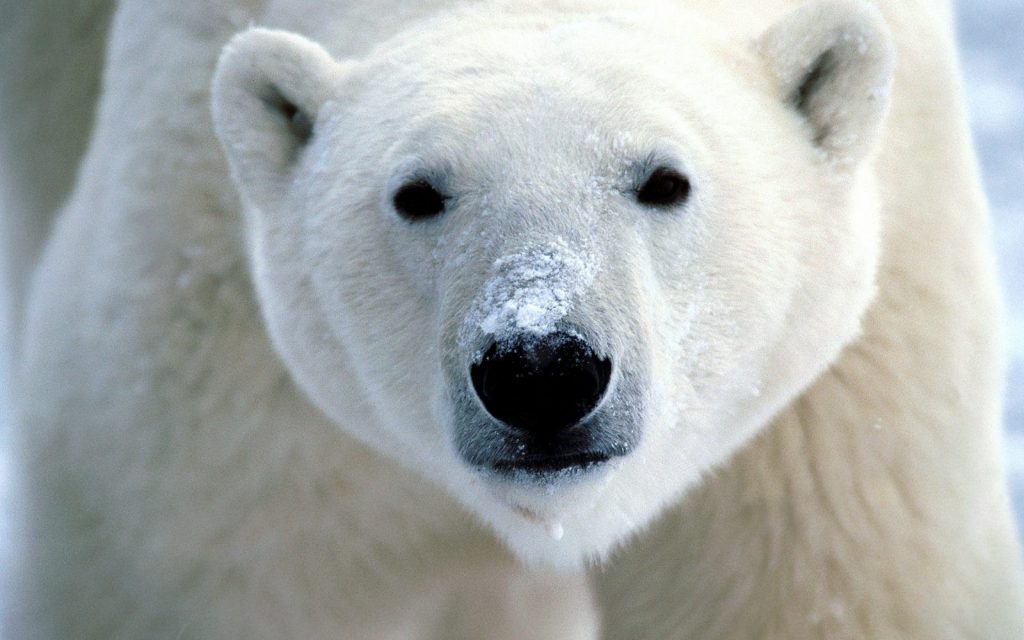 How far can a Polar Bear See