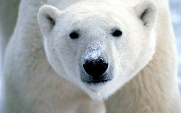 How Tall is a Polar Bear