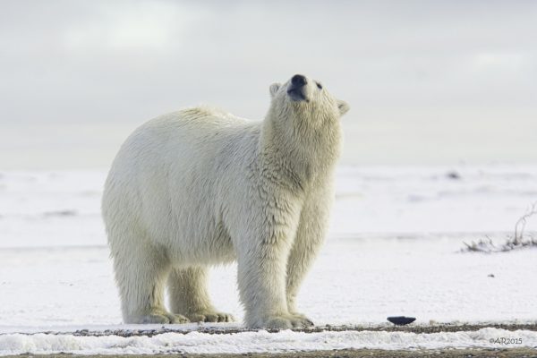 Polar bear height