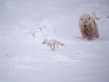 Do Polar a Eat Arctic Foxes
