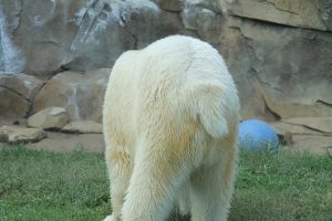 Do Polar Bears Have Tails - Polar Bear Tail