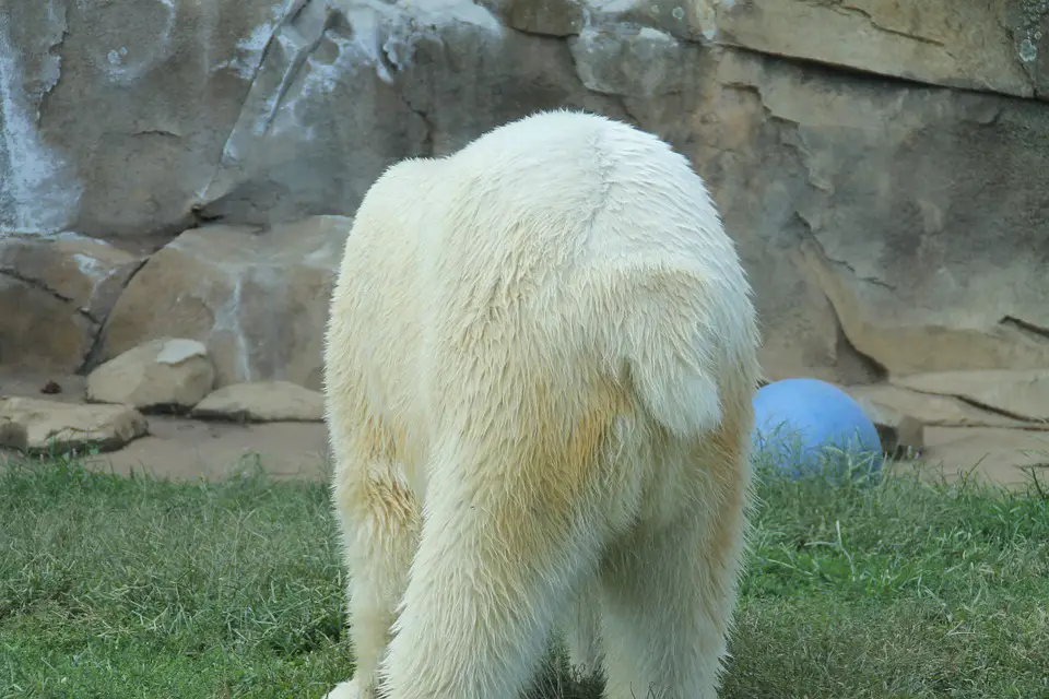 Do Polar Bears Have Tails – Polar Bear Tail