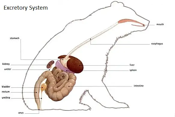 Polaar Bear Digestive System Diagram