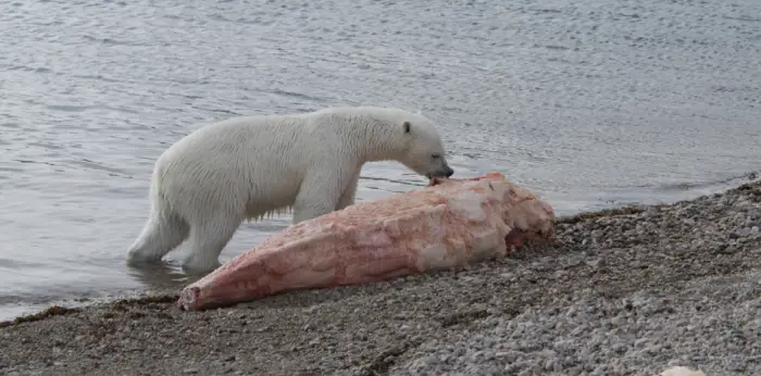 Polar Bear Digestive system eating carcass