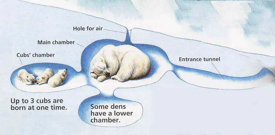 Polar Bear Life Cycle - Polar Bear Den
