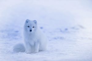 do polar bears eat arctci foxes