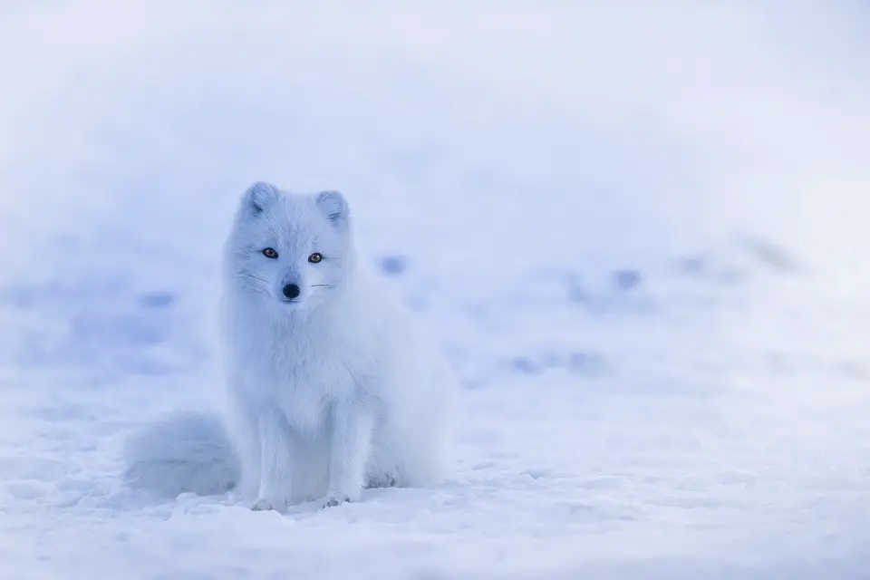 do polar bears eat arctci foxes