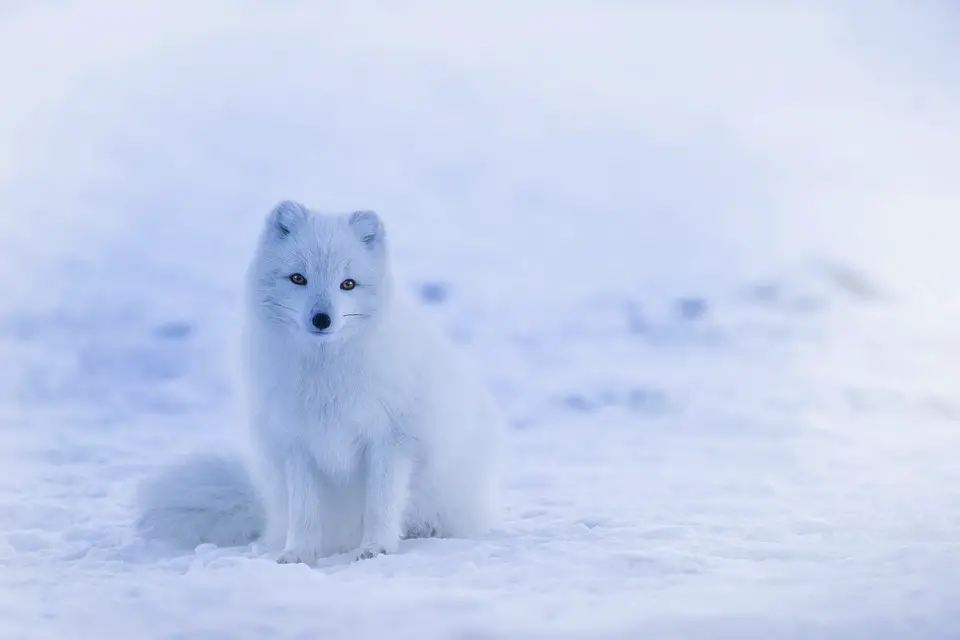 Do Polar Bears Eat Arctic Foxes – Is Polar Bear Arctic Fox Predator