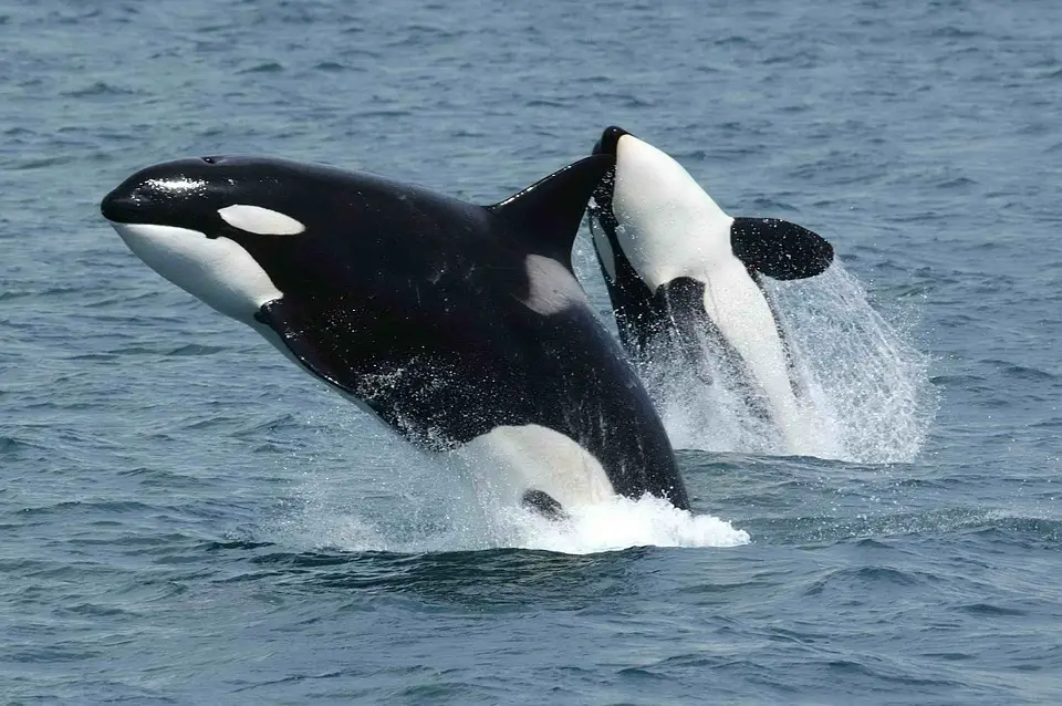 Do Killer Whales Eat Polar Bears - Polar Bears vs Killer Whale