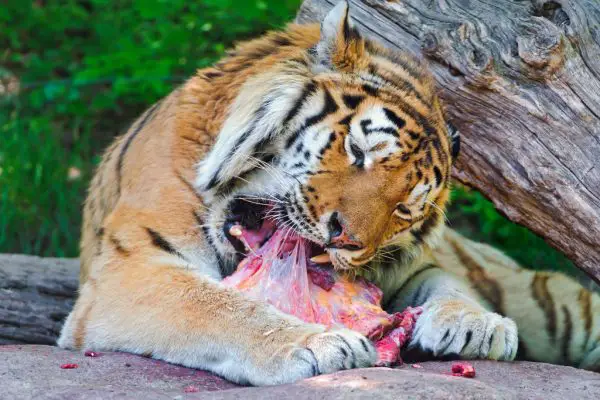 What do Bengal Tigers Eat – Bengal Tiger Diet