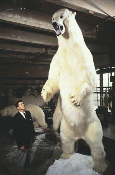 How Big is a Polar Bear – Polar Bear Size