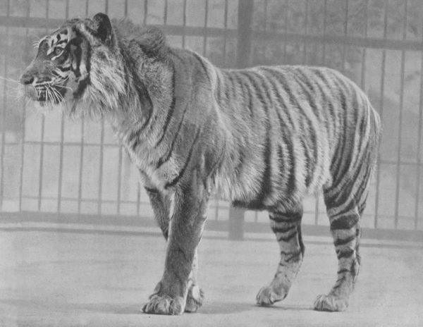 How Much Does a Javan Tiger Weigh