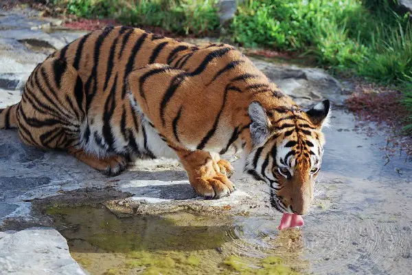 How Much Does a South ChinaTiger Weigh