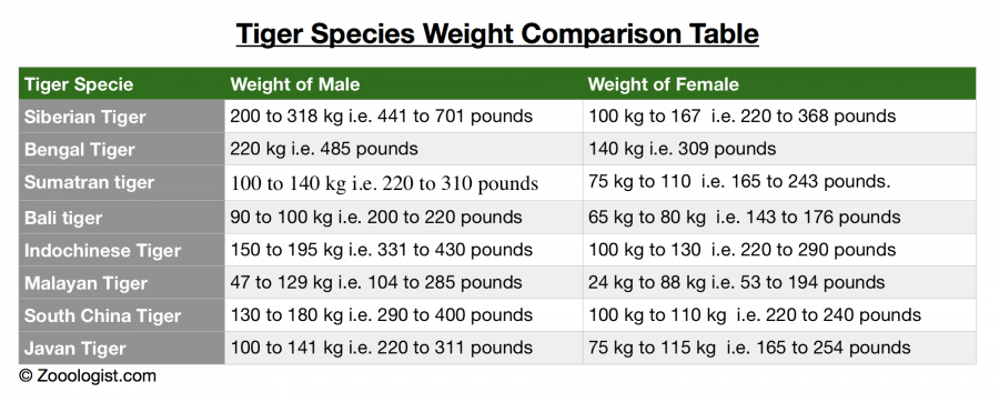 How Much Does a Tiger Weigh - Tiger Weight Comparison Chart