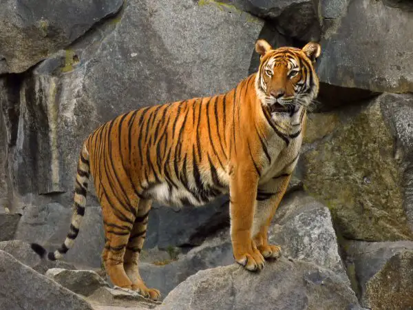 How Much Does an Indochinese Tiger Weigh