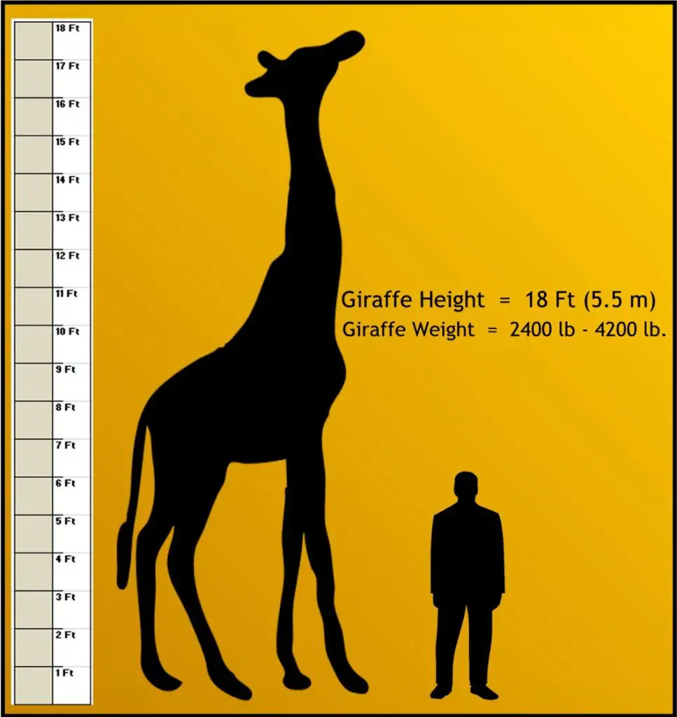 How Tall is a Giraffe - Giraffe Height - Zooologist