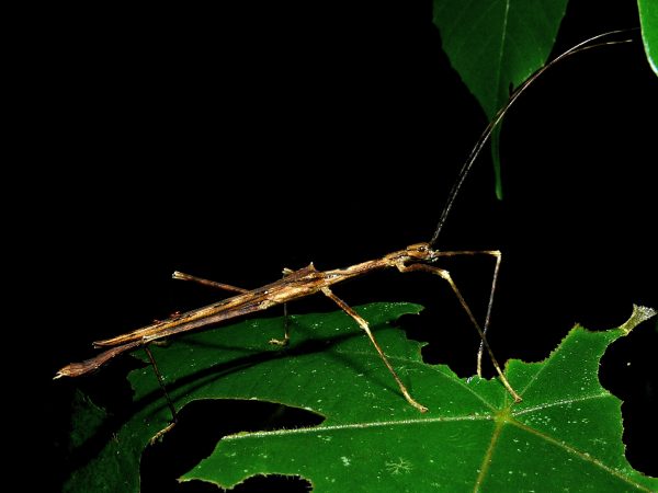 what do stick insects eat
