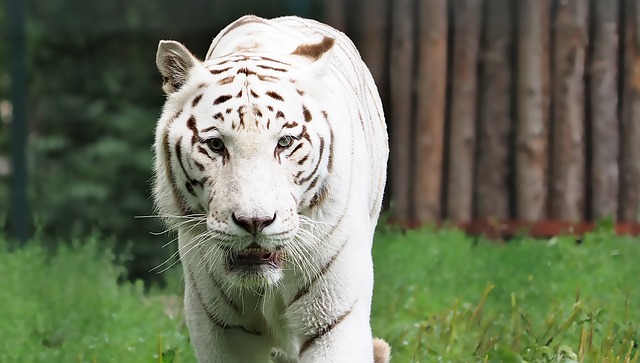 Bengal Tiger Weight