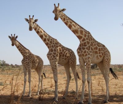 How Many Giraffes Are There In The World