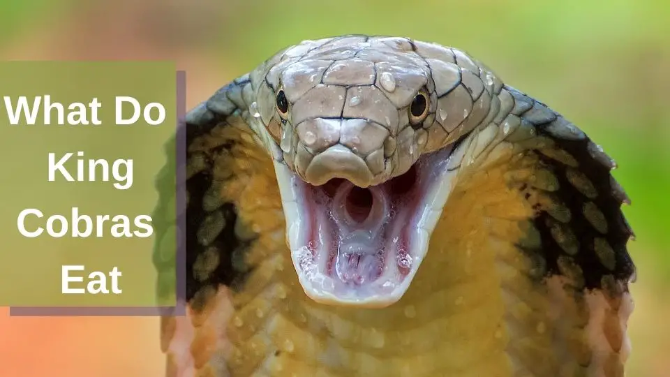 What do King Cobras Eat- King Cobra Diet