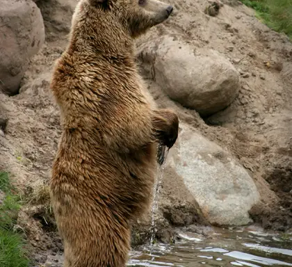 How Tall Is A Grizzly Bear