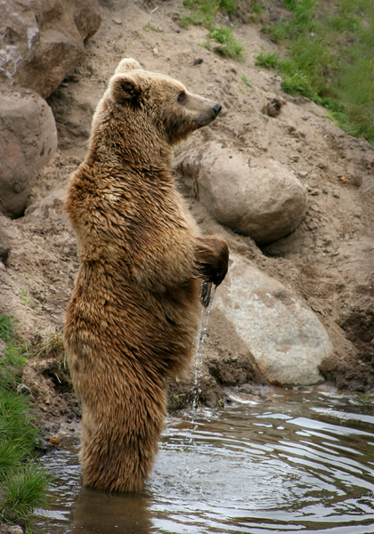 How Tall Is A Grizzly Bear