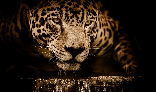 How Strong Is A Jaguar - Jaguar Strength