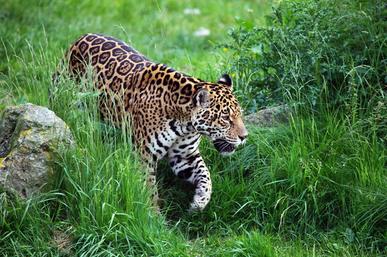 How Strong Is A Jaguar - Jaguar Strength - Zooologist