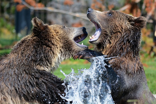 How Strong Is A Grizzly Bear