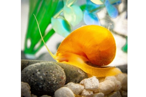 gold mystery snail