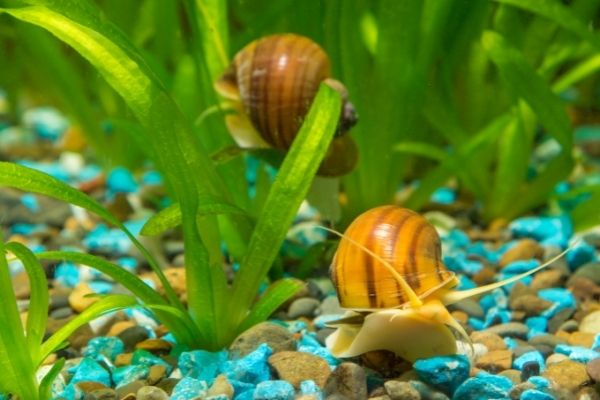 mystery snails diet