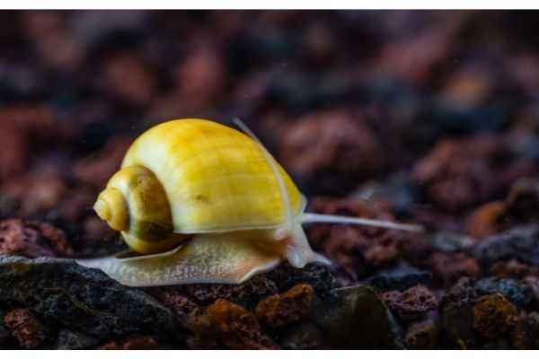 mystery snails feeding