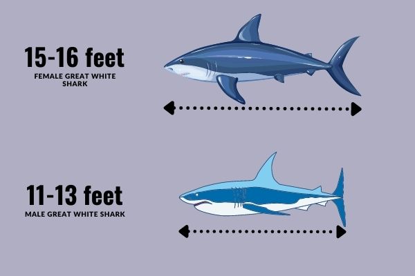 Average Size of a Great White Shark