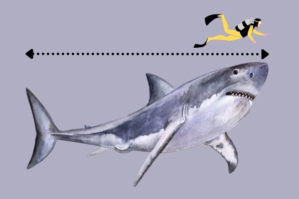 How Big is a Great White Shark – Great White Shark Size Comparison