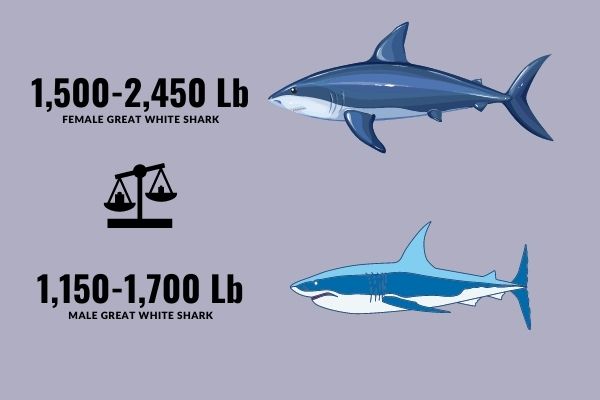 How Heavy is Great White Shark