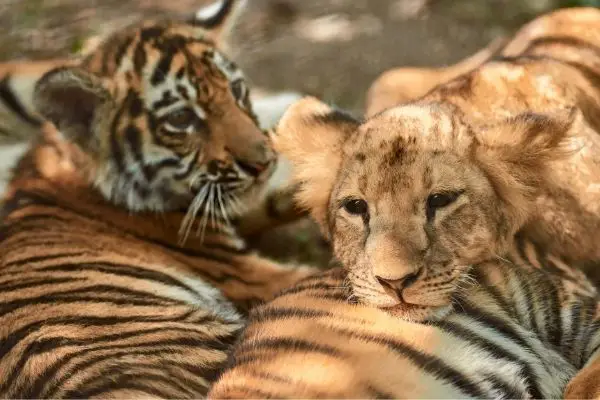 baby tiger and lion cub