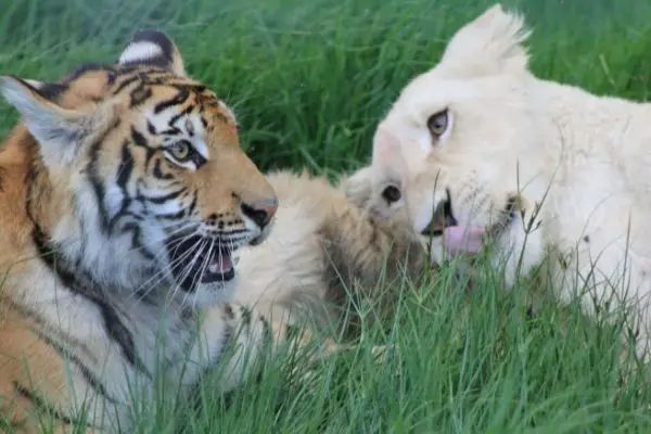 Tiger vs Lioness