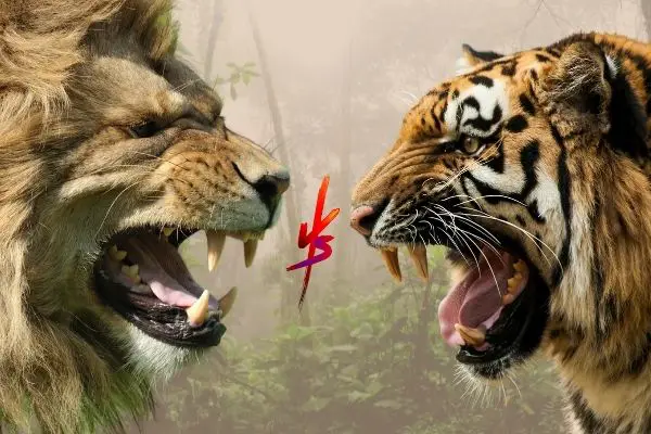 Tiger vs Lion