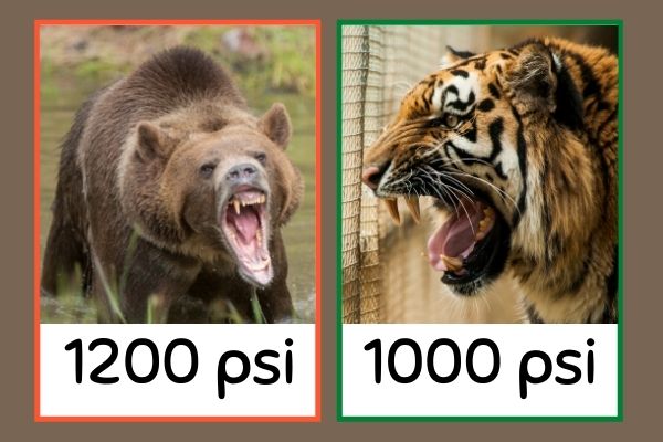 Bear vs tiger bite force