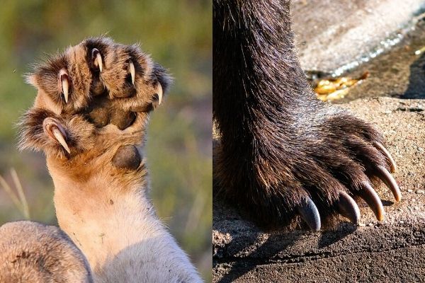 Bear vs tiger claws