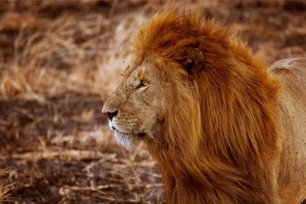 Lion's mane