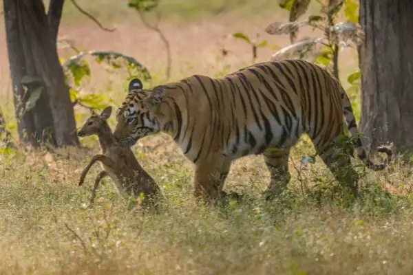 Tiger prey