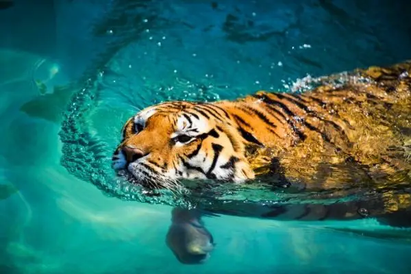 Tiger swim