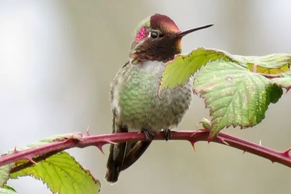 Anna’s Hummingbird