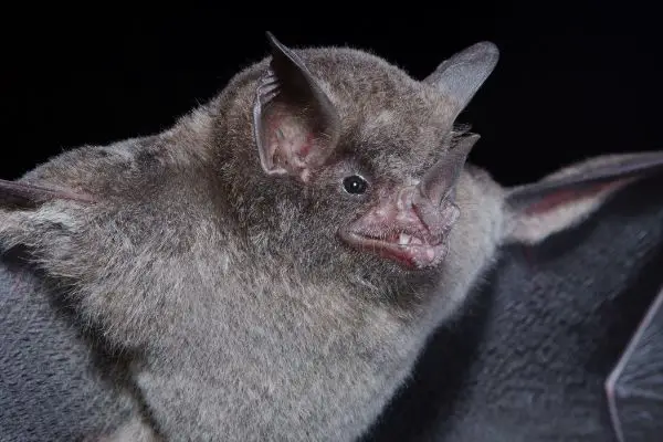 Brazilian free-tailed bat