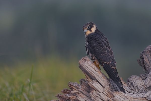 Eurasian hobby