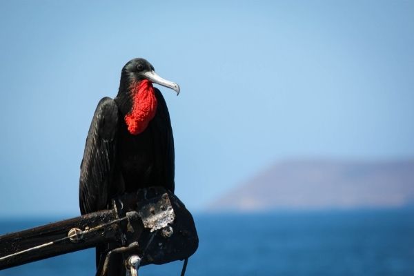 Frigate Bird