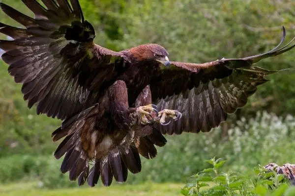 Golden eagle fast